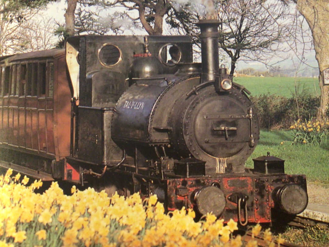 Alex Coomber on Train Siding: An 0-4-2 saddle tank No. 1 Talyllyn among the daffodils at Rhydyronen. The engine has been returned to its early lettering and
appearance...